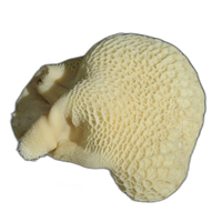 HONEY COMB OR RETICULUM